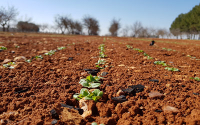 Agronomic visit by Re-Cord and Camelina Company to experimental fields in Spain