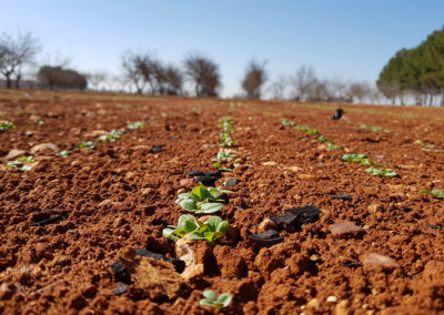 Camelina Sativa plants in the experimental fields, Spain